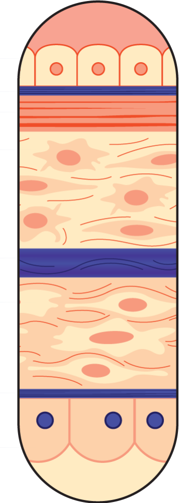 AmchoPlast tri-layer membrane structure